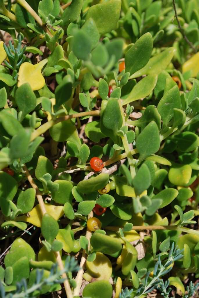Bower Spinach - Tetragonia implexicoma - Fruit and Leaf.jpg